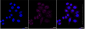 KD-Validated Anti-Bcl-2 Rabbit Monoclonal Antibody